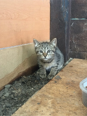 Kitten suchen ein schönes zuhause 