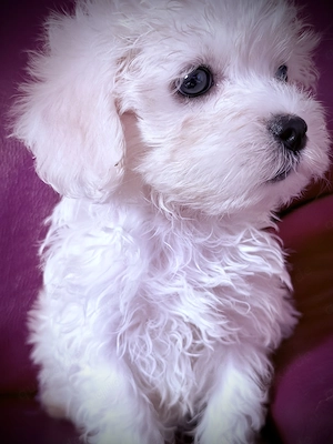 Bichon Frise Malteser Welpen 