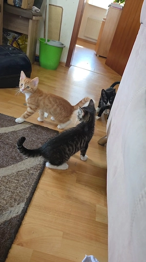 2 kater suchen für immer zu Hause 