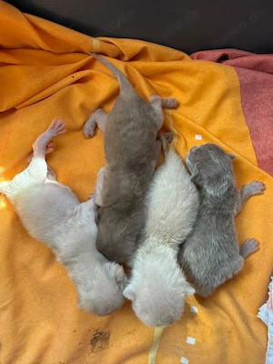 Birma Kazte aus eigenem Zucht 