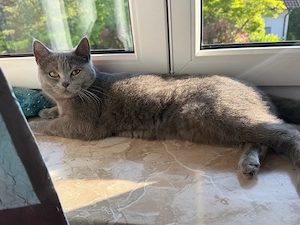 Britisch Katze, weiblich