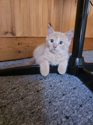 Katzenbabys