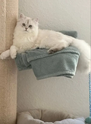 Aslan sucht ein liebevolles Zuhause