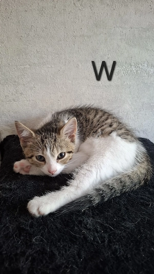 EKH Mix Kitten 