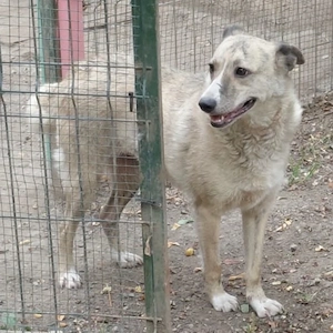 Layla , lieb noch etwas unsicher 