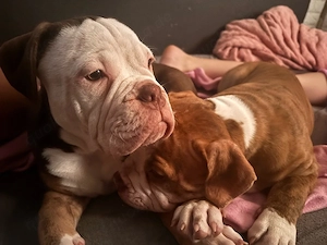 old englisch Bulldog ( Auszugsbereit ) 