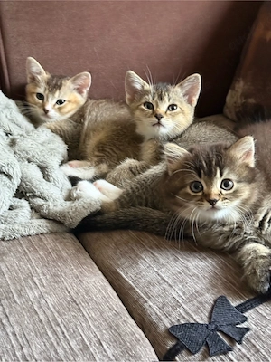 katzenbabays