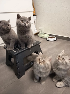 BKH Kitten , Katzenbabys zu verkaufen 