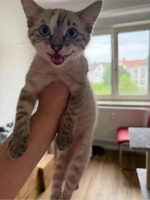 BKH Katzen