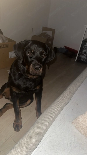 Süsses Rottweiler Mädchen 