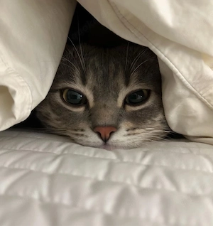 Kurzhaar Katze