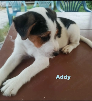 Parson Russell Terrier