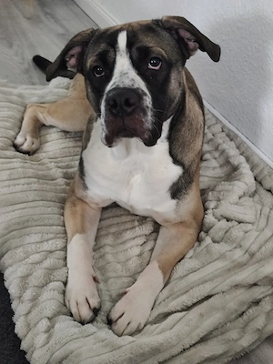 Mischlings Rüde
