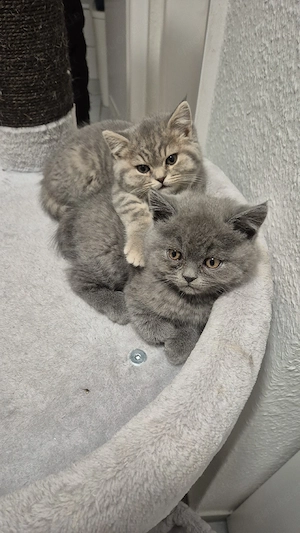 Britich kurzhaar bkh katzen, abgabebereit 