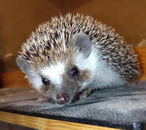 Weißbauch zwergigel mit Auslauf
