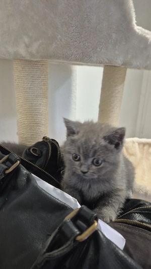 Britich kurzhaar bkh katzen, abgabebereit 