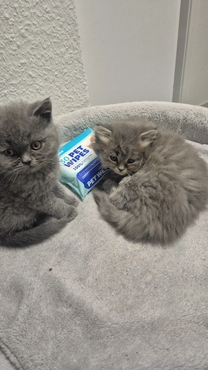 Britich kurzhaar bkh katzen, abgabebereit 