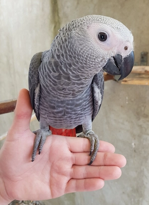 Graupapagei Baby handzahm