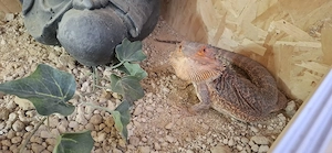 Bartagame mit Terrarium