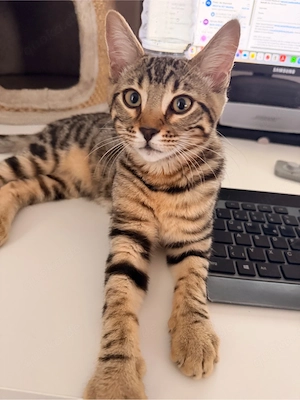 Kitten - Bengalmix - Babykatze 