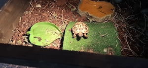 Schildkröte mit Terrarium