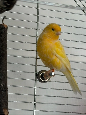 Kanarienvogel, Sänger mit großem Käfig, Zubehör und Futter