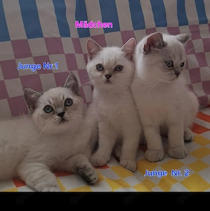 3 BKH Silver Shaded Kitten suchen ein neues Zuhause