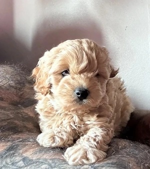 Entzückende Maltipoo-Welpen abzugeben