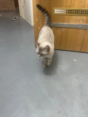 britische Kurzhaar katze