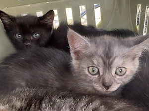 4 Baby Kitten zu verkaufen (Kater)