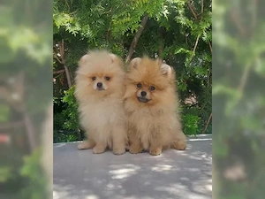 Süsse Zwergspitz Pomeranian Welpen!!