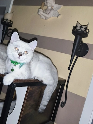 Britisch kurzhaar Kater 