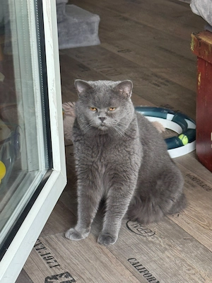 Britisch Kurzhaar Kater
