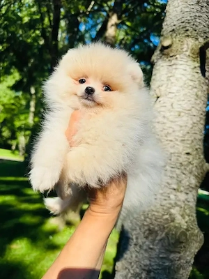 Zwerspitz-Pomeranian-Welpen