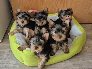 Yorkshire Terrier Welpen