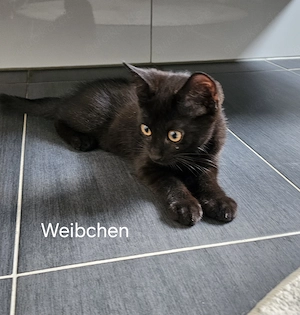 Wunderschöne Schwarze Kätzchen