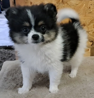 Süßes Pomeranian-PomChi Girl 75%Pom 