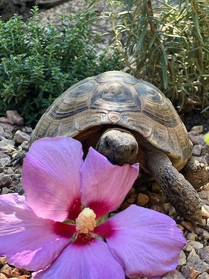 Griechische Landschildkröten