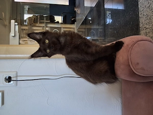 Maine Coon XXl