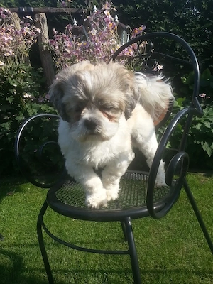 Deckrüde für Shih Tzu, Malteser, Havaneser, Pudel, Bolonka, Pekinese o. ä.