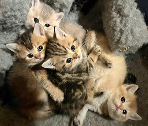 Reinrassige British Kurzhaar Kitten, BKH Kätzchen
