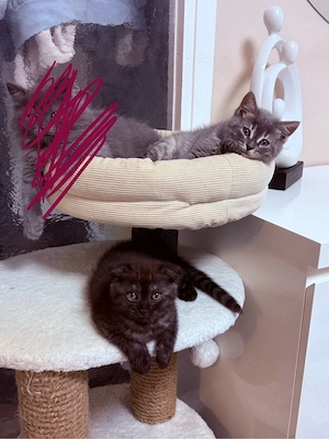bkh bengal mix Babys