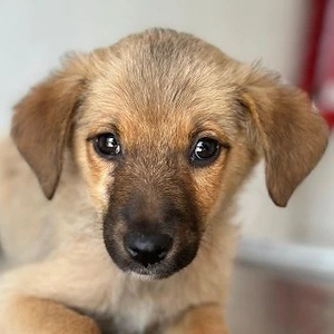 Ronja, geb. ca. 04 2026, lebt in GRIECHENLAND, auf einer privaten Pflegestelle