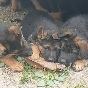 Schäferhundewelpen schwarz-braun mit Papieren  Rüden+Hündinnen Stockhaar Abgabebereit