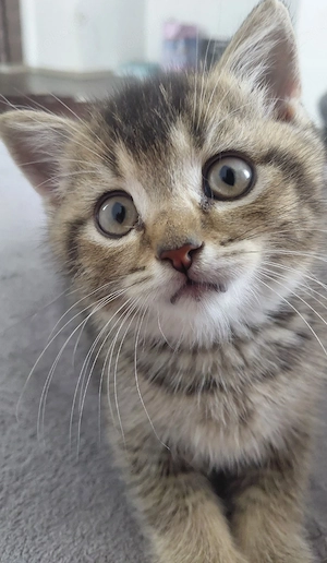 Britisch Kurzhaar (BKH) Kater in Golden Tabby sucht ein liebevolles Zuhause
