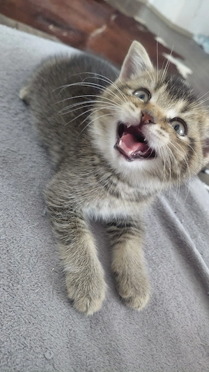 Britisch Kurzhaar (BKH) Kater in Golden Tabby sucht ein liebevolles Zuhause