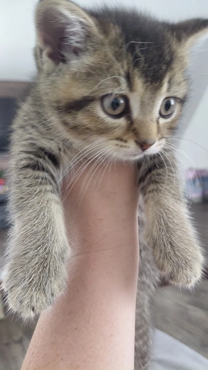 Britisch Kurzhaar (BKH) Kater in Golden Tabby sucht ein liebevolles Zuhause