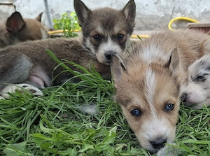 Husky Australian Shepherd Mix Welpen 