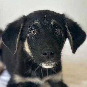 Elina, geb. ca. 03 2026, lebt in GRIECHENLAND, im städt. Tierheim Serres