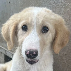 Marci, geb. ca. 03 2026, lebt in GRIECHENLAND, im städt. Tierheim Serres